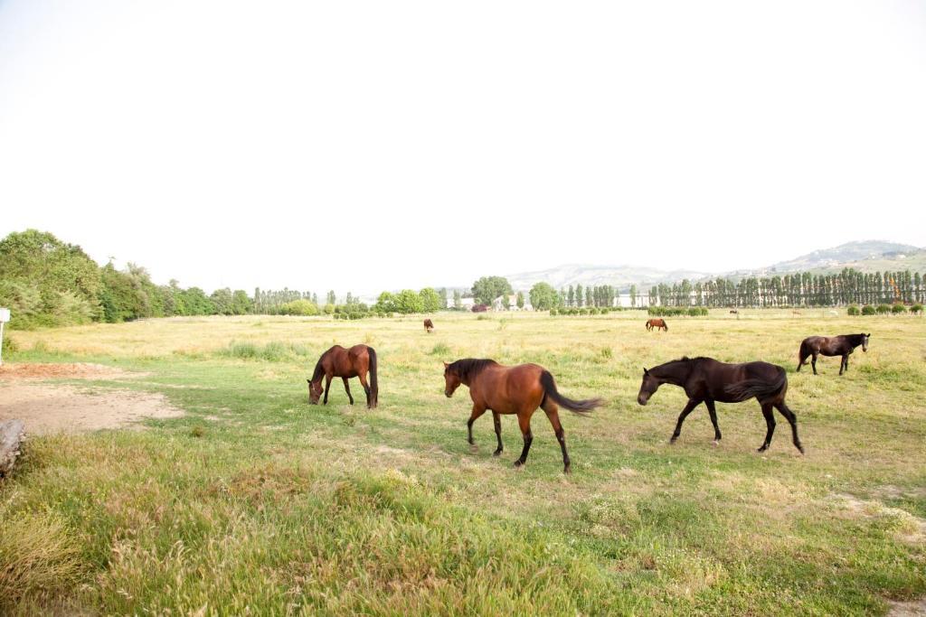 Agriturismo Villa Irelli Castellalto Экстерьер фото