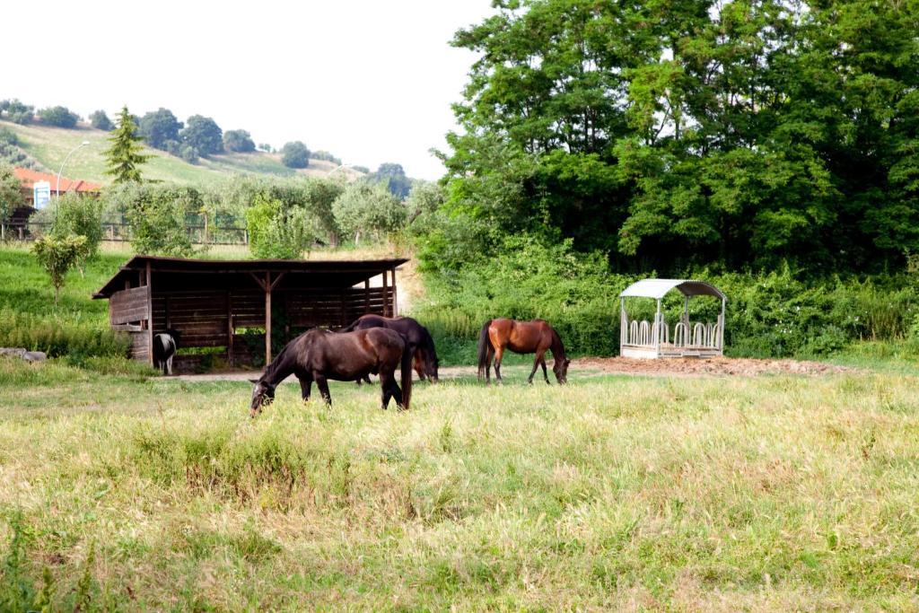 Agriturismo Villa Irelli Castellalto Экстерьер фото
